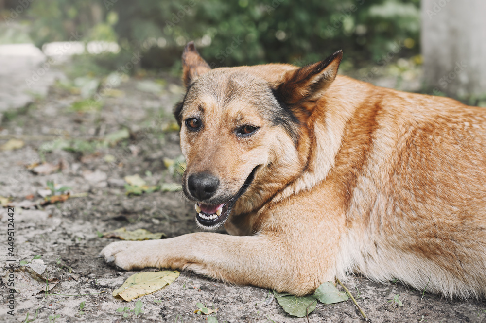 Beautiful red dog mongrel. A large dog rests in the garden in summer.