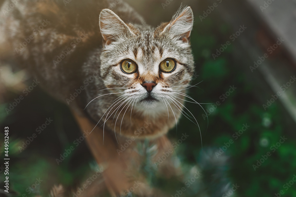 Beautiful tabby cat portrait. White-brown cat with yellow eyes looks at the camera, cat in the garden. View from above.