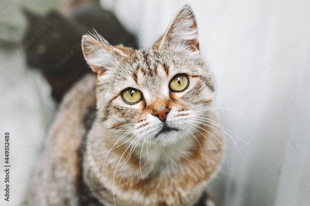 Beautiful cat with yellow eyes, close up and focused on Cat's Whiskers, hungry cat. Portrait of a striped cat.