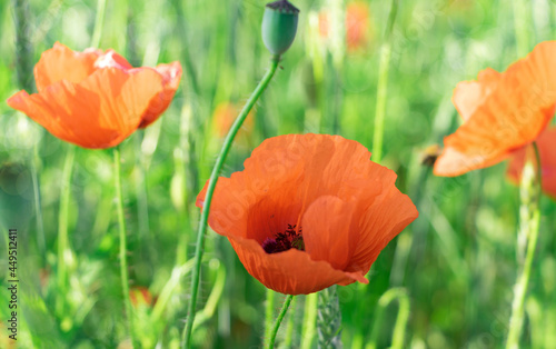 Flowers of a red field poppy against a background of bright greenery, flooded with sunlight, soft focus and sunny bokeh blur the background and add atmosphere to the photo