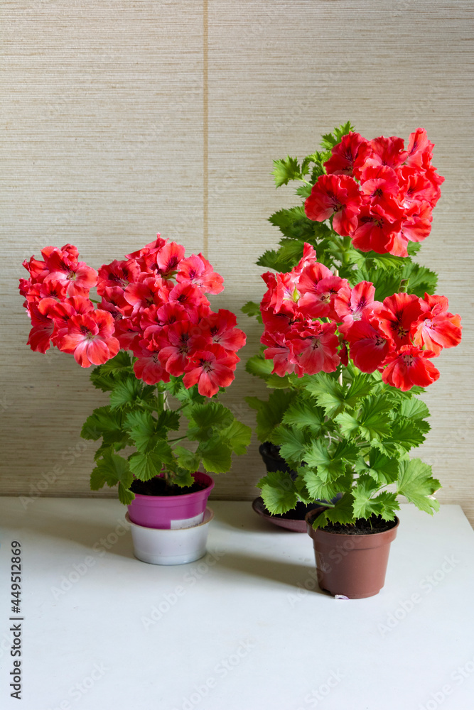 Plants with red flowers of the royal pelargonium of the Vienna variety.