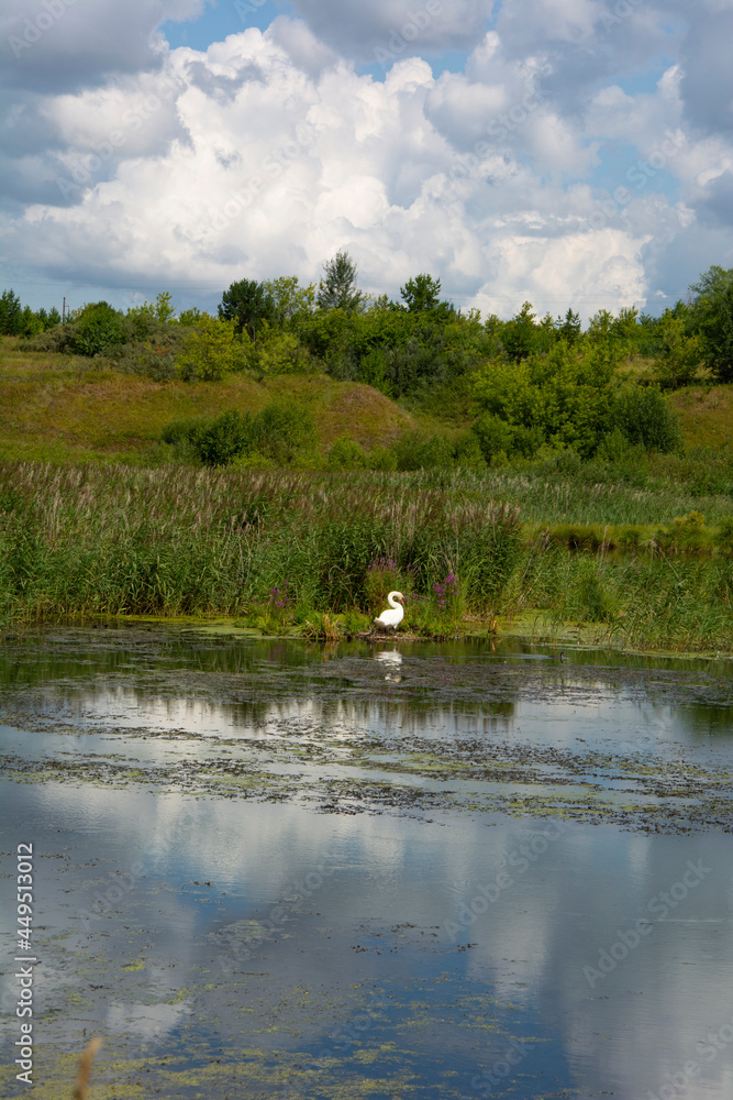 Swan on the shore of the lake on a summer day.