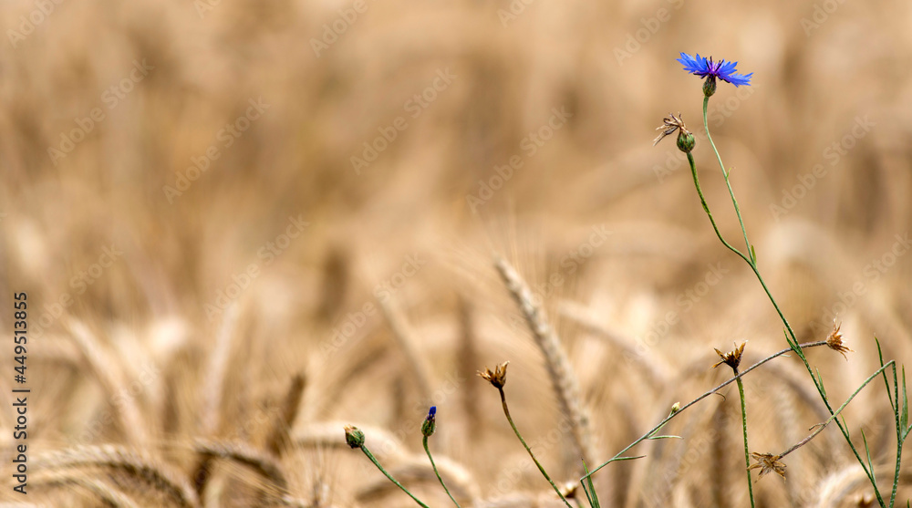 Fototapeta premium Bleuet isolé dans les blés à Augisey, Jura, France
