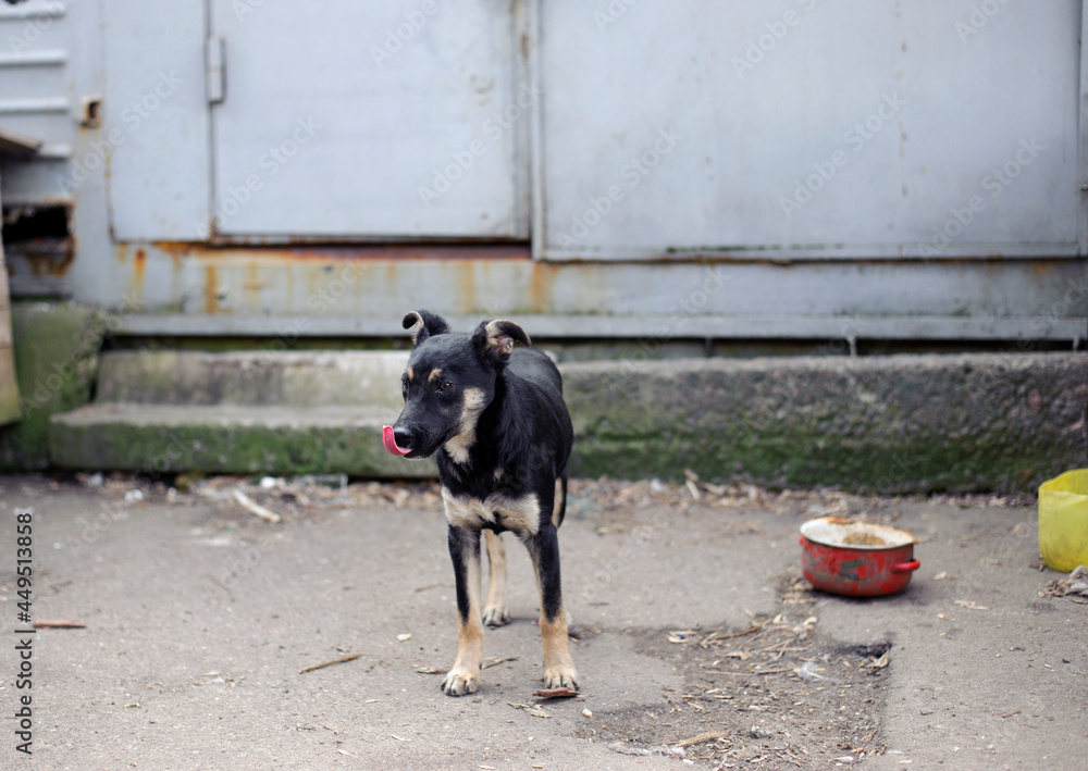 black stray dog. funny, little dog. black dog on the street. hungry animal  close-up. animal shelter concept, veterinary medicine, problem of stray  dogs Stock Photo | Adobe Stock