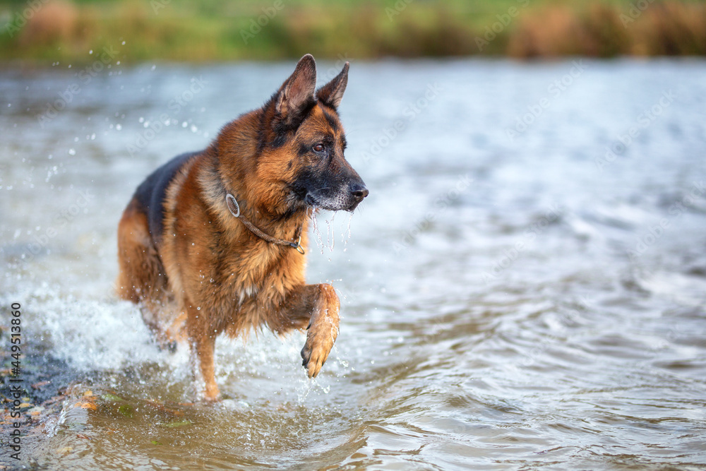 Schäferhund im Wasser Schäferhund im Wasser
