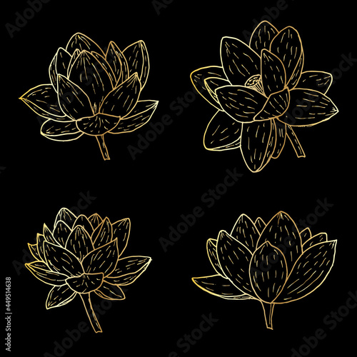 Indian lotus, sacred lotus Nelumbo nucifera, water lily photo