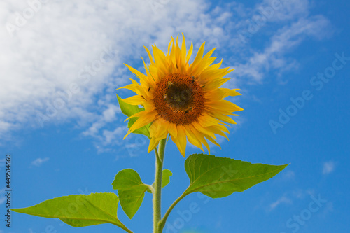 Single Sunflower with bees against blue and cloudy sky background