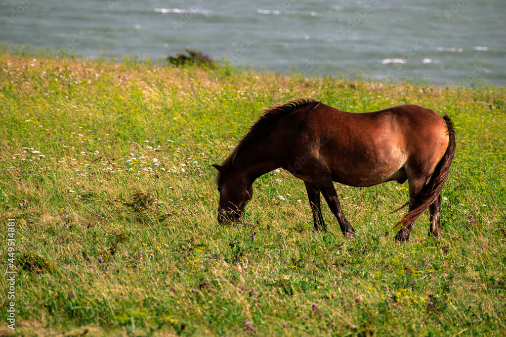 horse in the field horse in the field