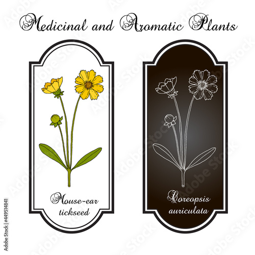 Mouse-ear tickseed Coreopsis auriculata , perennial plant, Florida State Wildflower
