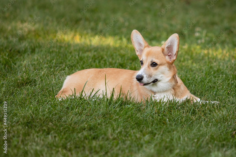 Welsh Corgi Pembroke Welsh Corgi Pembroke