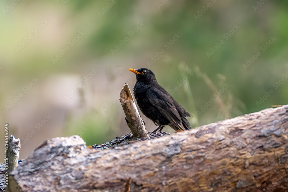 Obraz premium Common Blackbird on a logg