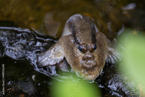 Canvas Print Mudskippers are amphibious fish and the subfamily Oxudercinae.