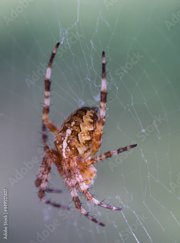 spider on the web