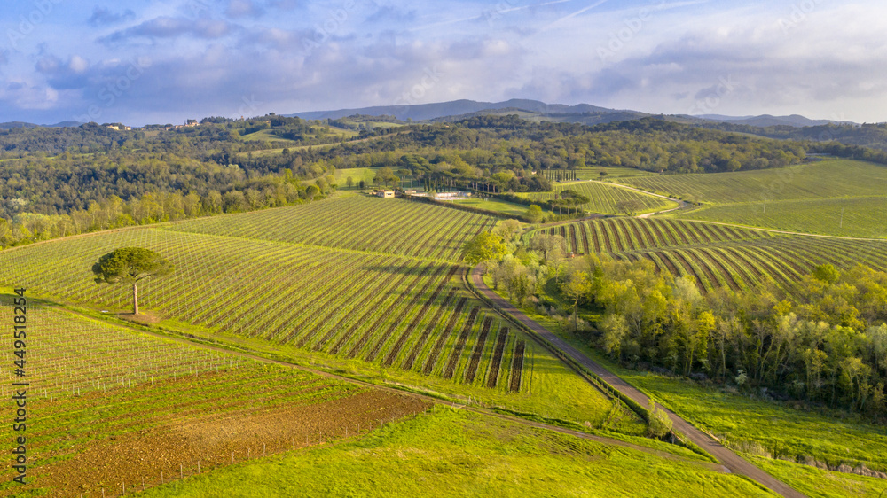 Aerial view of Tuscan Vineyards