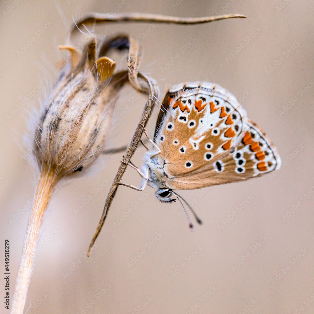 Fototapeta premium Brown argus bright background
