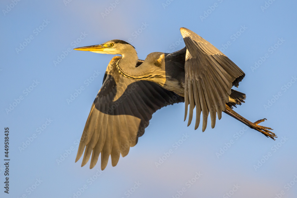 Fototapeta premium Grey heron flying on blue sky