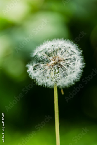 one dandelion on a green background  a fluffy dandelion