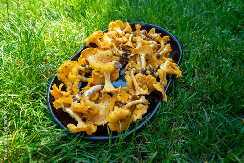 Chanterelle mushrooms, fresh, straight from the forest. Grzyby kurki, świeże, prosto z lasu 
