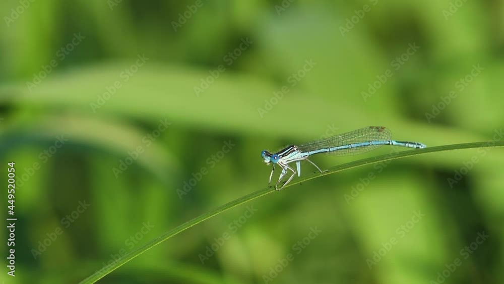 A dragonfly sits on a green grass stalk