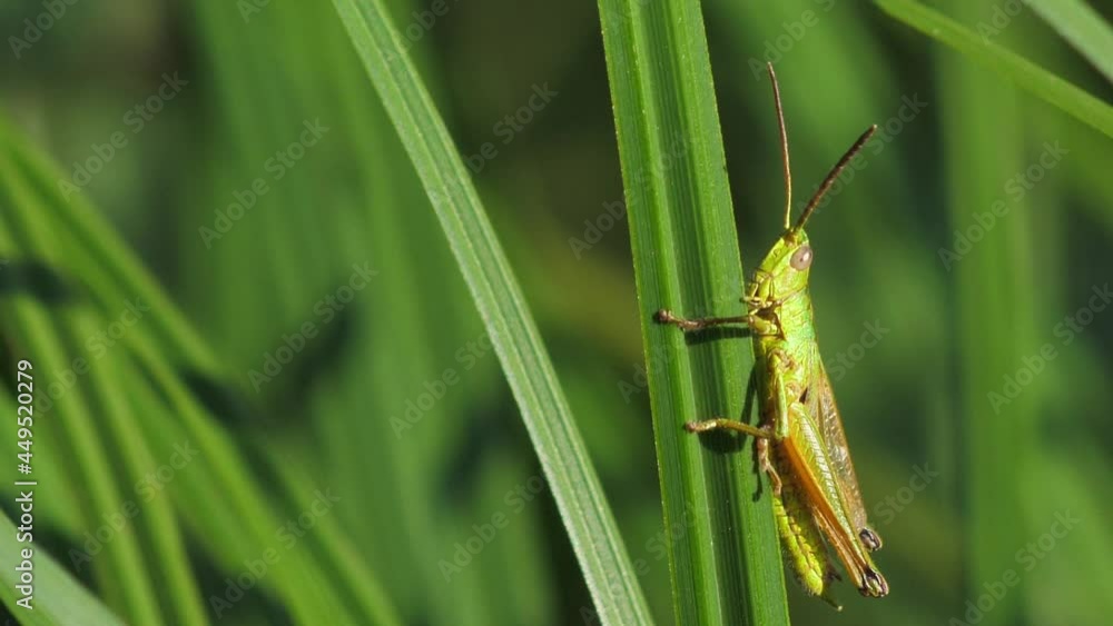 Grasshopper sits on a green grass stalk Grasshopper sits on a green grass stalk
