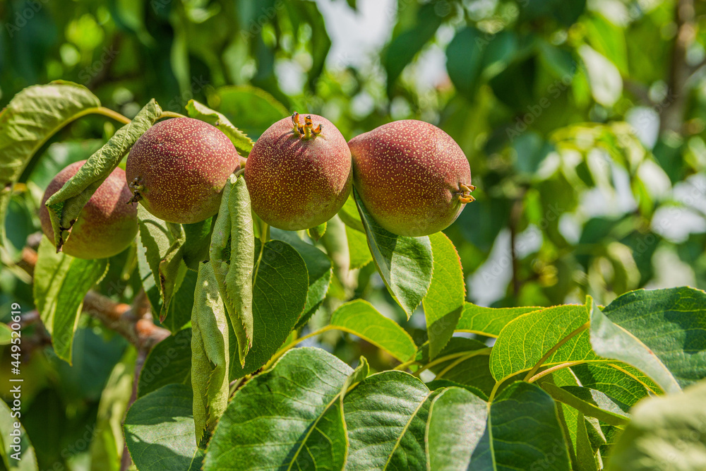 Several small green unripe pears hang on the tree Several small green unripe pears hang on the tree