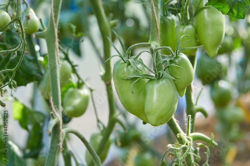 beautiful tomatoes growing in a green house