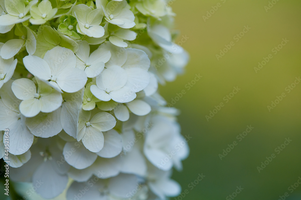 growing Hydrangea Paniculata close up growing Hydrangea Paniculata close up