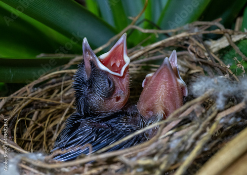 A couple of chicks (Yellow-vented Bulbul – Wenkbrauwbuulbuul – Pycnonotus goiavier) are waiting for their parents. Birds of Bali.
