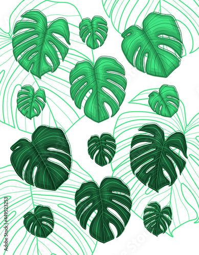 set of tropical dark and light monstera leafs