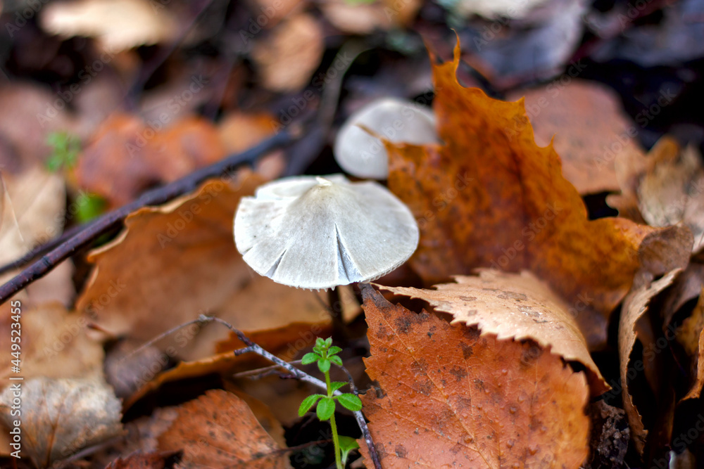 in the fall, mushrooms grew in the grass, porcini toadstools in the fall, mushrooms grew in the grass, porcini toadstools