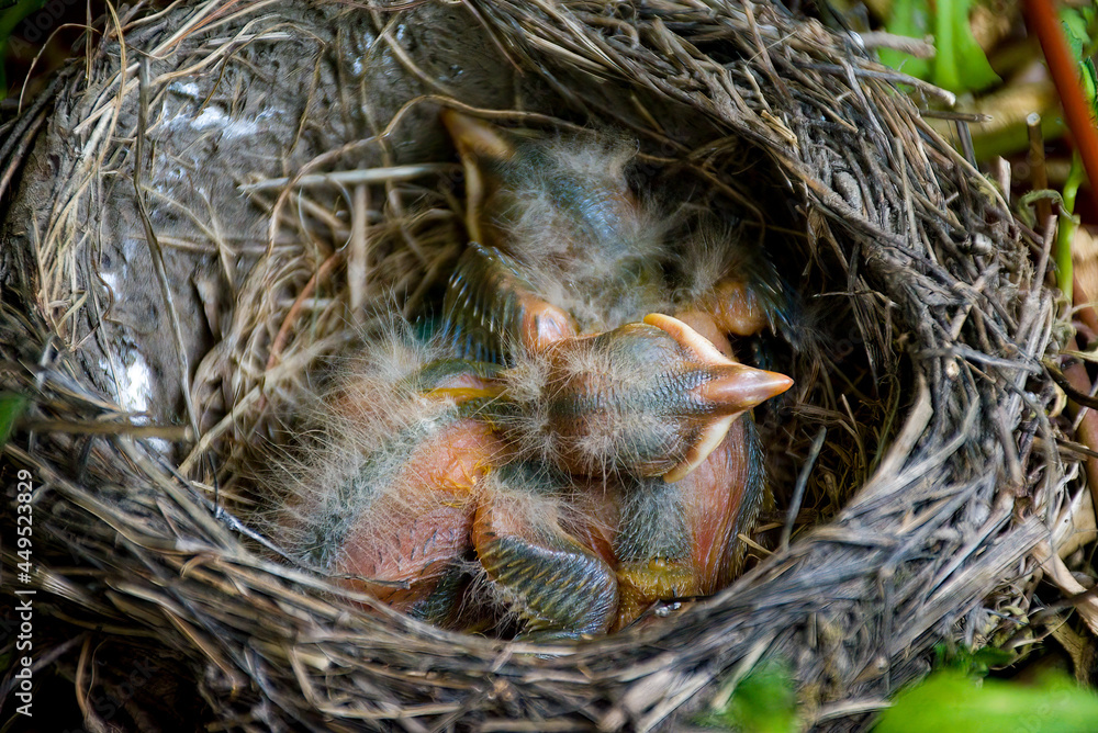 Two bird chicks in a nest in a planter on our porch in Windsor in Broome County in Upstate NY.  Adorable babies.  Baby chick uses its sibling as a pillow as both are sound asleep.