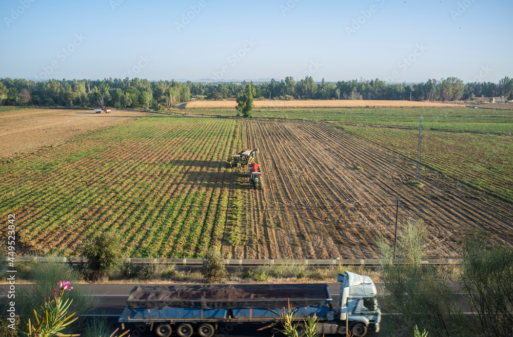 Fototapeta premium Tomato harvesting works aerial view