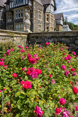 Roses and Bodnant Hall in Wales
