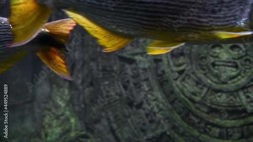 Selective focus. Group of Salminus brasiliensis (golden dorado, dourado or jaw characin) swims in river water. Blurred Aztec sun stone in the background. Adventure theme. photo