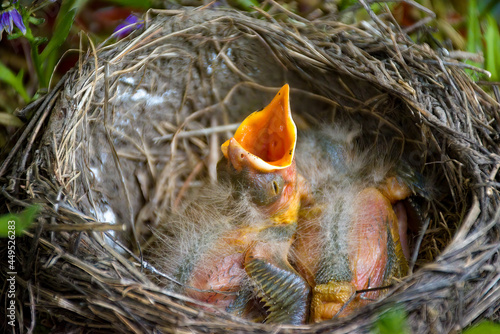 Baby robin with its mouth wide open looking for a meal. Two bird chicks in a nest in a planter on porch in Windsor in Broome County in Upstate NY. Adorable babies.