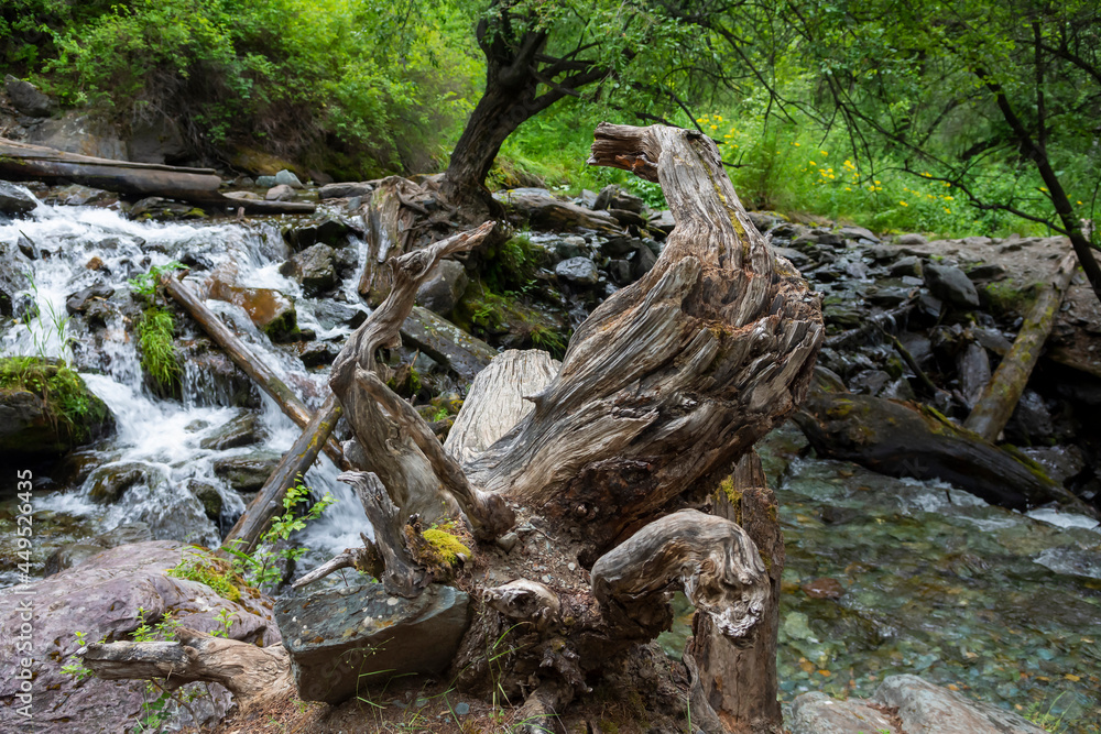 wooden driftwood and stones on the path of a mountain river 