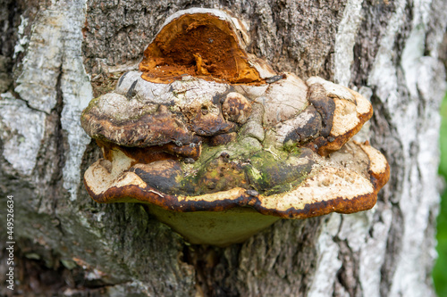 chaga mushroom growing on a trunk in a birch forest
