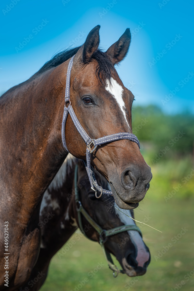 Two horses in halters portrait. Horses are walking in the meadow.