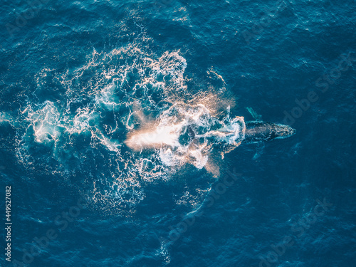 Whale splashing water in the ocean,