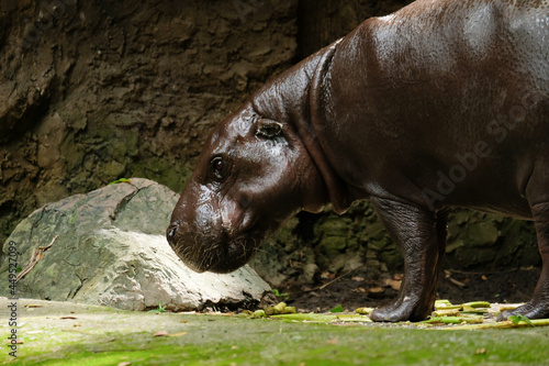Pygmy hippos are smaller cousins of the hippopotamus.