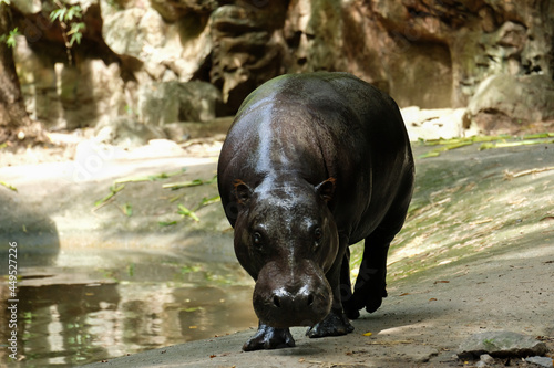 Pygmy hippos are smaller cousins of the hippopotamus.