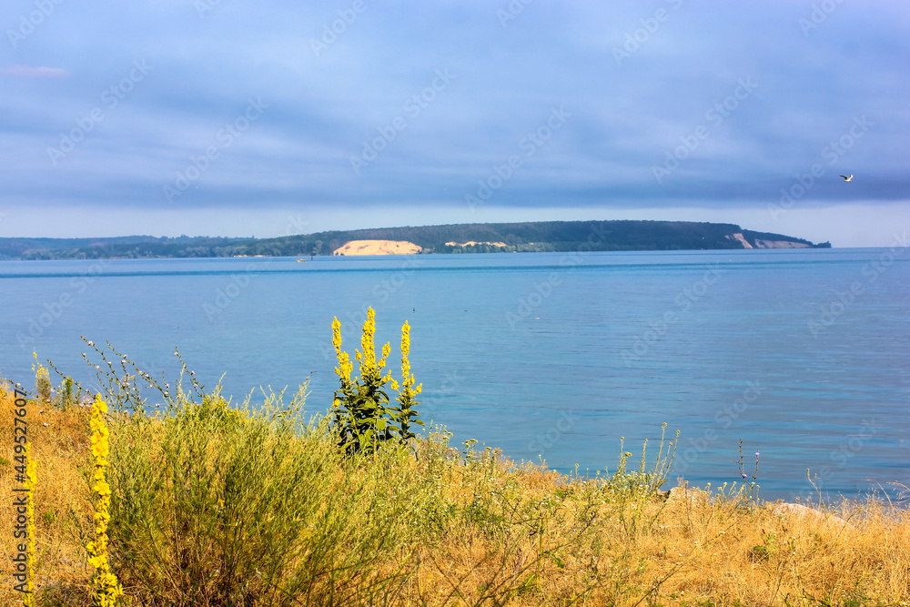 Yellow flowers of verbascum densiflorum, dry grass against a blue water and sky at sunny day. A beautiful natural summer landscape. An island in a sea, river. Medicinal plant Mullein flower in blossom