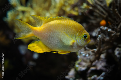 Golden damselfish fish underwater in sea