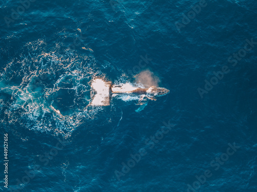 Whale splashing water in the ocean,