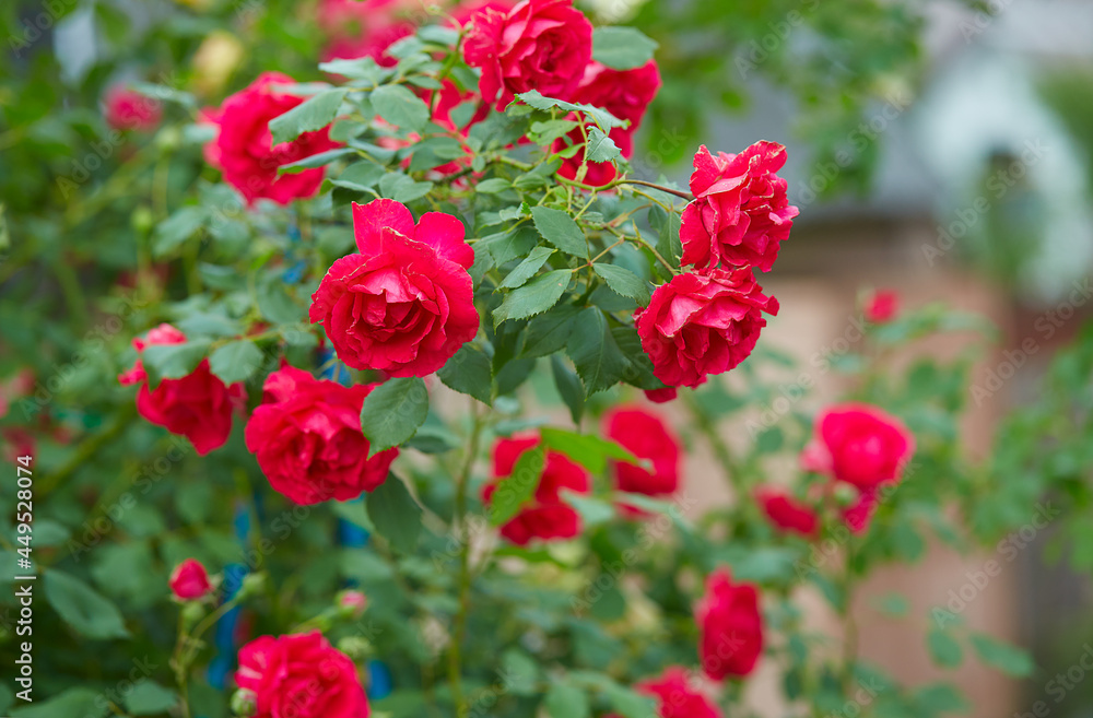 beautiful pink roses close up