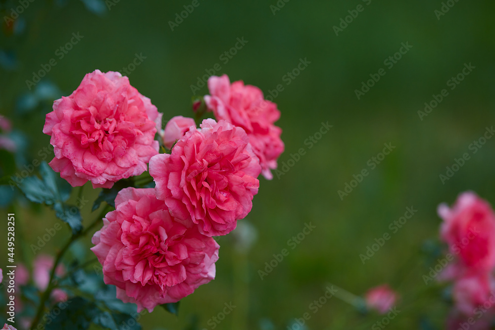 beautiful pink roses close up beautiful pink roses close up