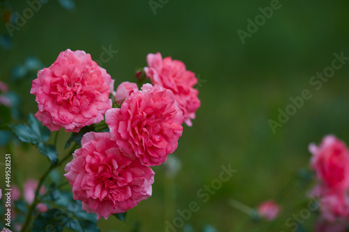 beautiful pink roses close up