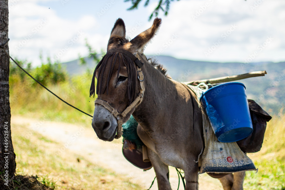 donkey tied to a tree in the shade in the cool of spring