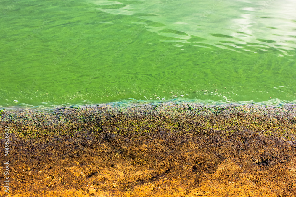 Green algae. Dirty water blooms, flowering in summer. River, pond, sea pollution Green algae. Dirty water blooms, flowering in summer. River, pond, sea pollution