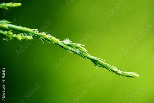 Dew drop on a thin stalk of young grass